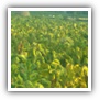 LEAF TOBACCO SHREDDED TOBACCO raw tobacco leaf dark air cured tobacco rustica tobacco FLUE CURED TOBACCO